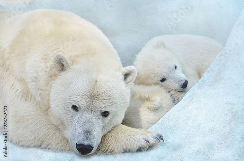 Polar bear with cubs.