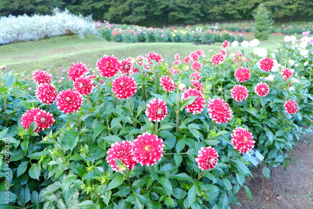 Naklejka premium 9月のダリア園