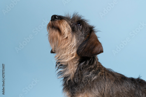 Full body closeup of a bi-colored longhaired wire-haired Dachshund dog with beard and moustache isolated on a blue background
