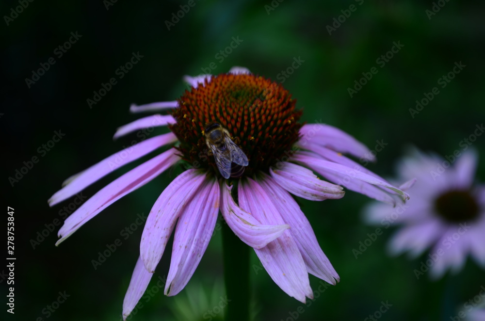 Echinacea flower against soft colorful bokeh background Echinacea flower against soft colorful bokeh background