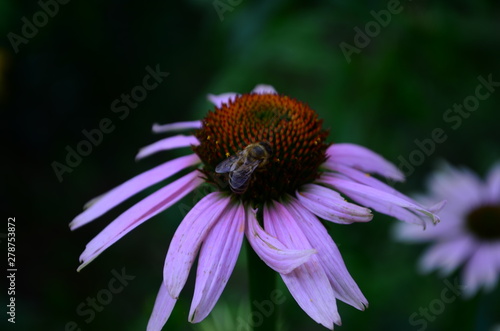Echinacea flower against soft colorful bokeh background