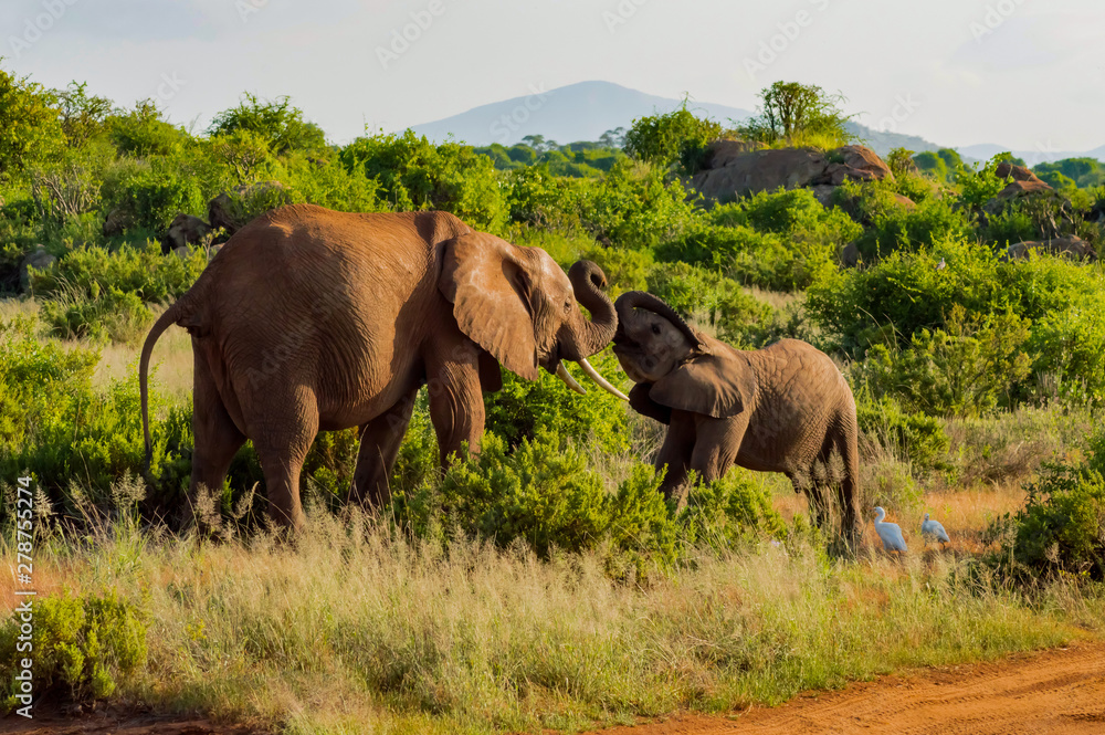 An elephant and his little. One in a walk in the savanna An elephant and his little. One in a walk in the savanna