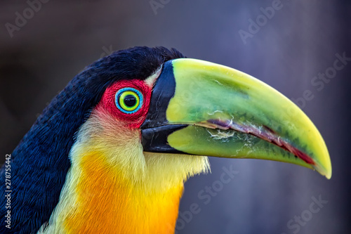 Photo of a Ramphastos dicolorus aka Green-billed Toucan, typical bird of Brazil, Argentina and Paraguay © Pedro Turrini Neto