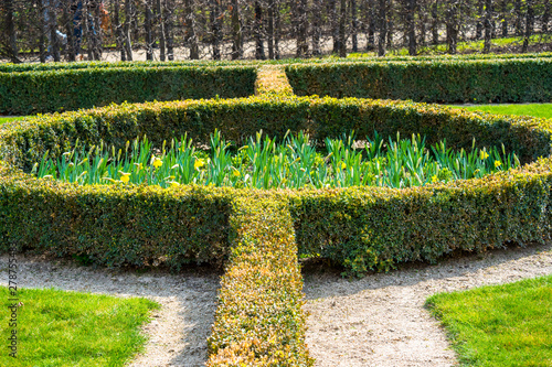 hedger molded and planted in a row and in circles, green leafy bushes landscaping garden. photo