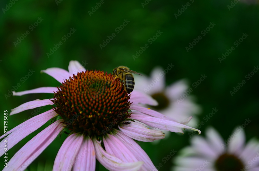 Echinacea flower against soft colorful bokeh background Echinacea flower against soft colorful bokeh background