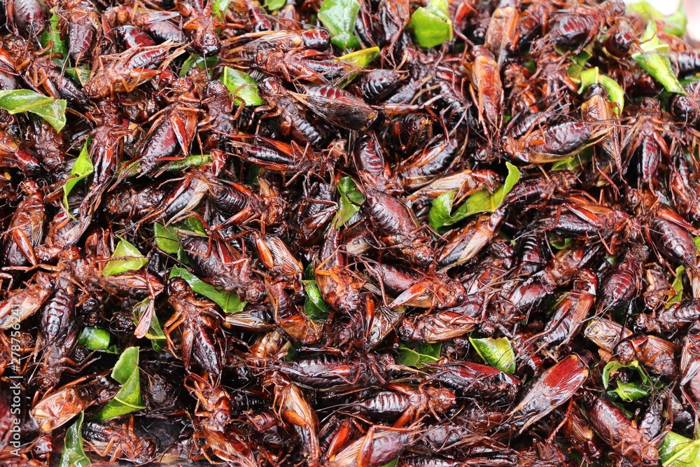 fried insects is delicious at street food fried insects is delicious at street food