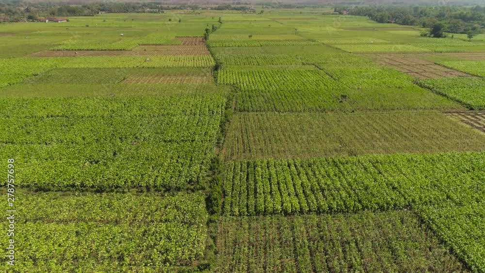 aerial view agricultural land with sown green,tobacco field in countryside. farmland with tobacco plantation agricultural crops in rural areas Java Indonesia. Land with grown plants of paddy Aerial aerial view agricultural land with sown green,tobacco field in countryside. farmland with tobacco plantation agricultural crops in rural areas Java Indonesia. Land with grown plants of paddy Aerial
