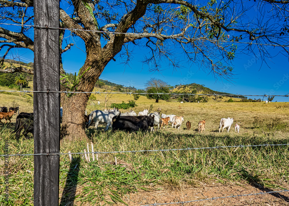 Φωτογραφία Cattle grazing in the hills seen through a fence in sunny afternoon with blue sk