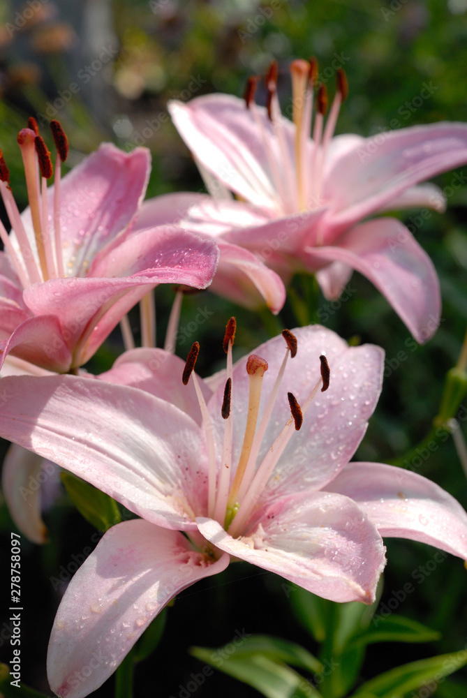 Pink lilies bloom in the summer garden