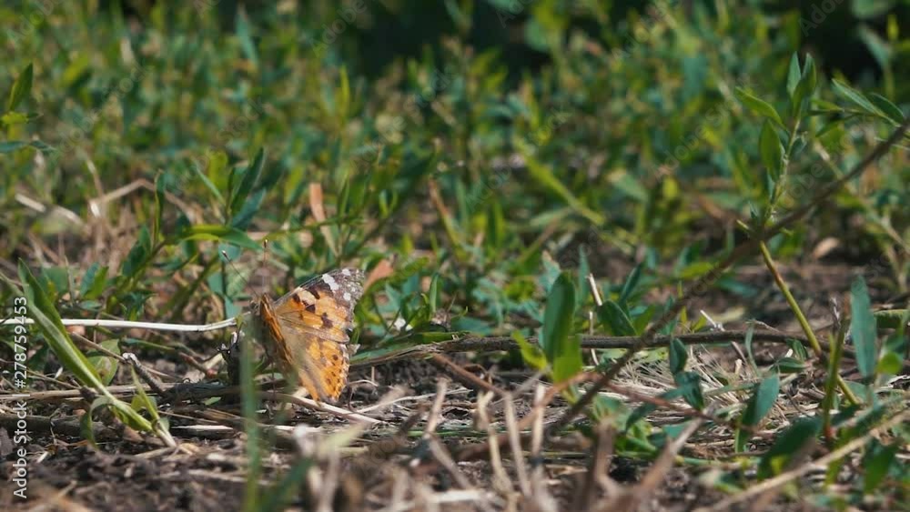 Butterfly flying slow motion on sunlight on ground grass Butterfly flying slow motion on sunlight on ground grass
