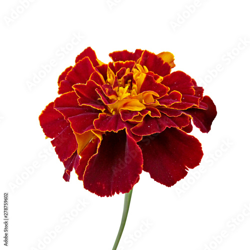 Beautiful burgundy marigold isolated on a white background