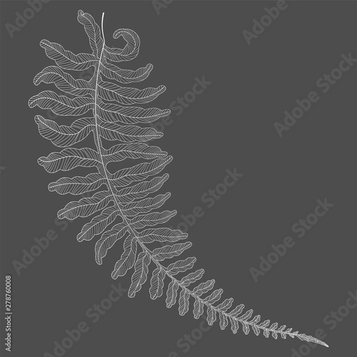 Leaf fern, isolated. Vector illustration. EPS 10
