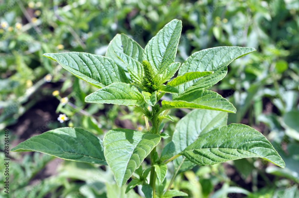 Amaranth, growing as a weed among agricultural crops Amaranth, growing as a weed among agricultural crops
