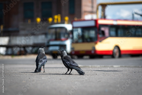 Canvas Print Urban birds pigeons and jackdaws at the bus station