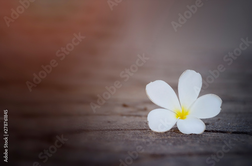 Flower background concept  a plumeria flower on the wooden floor. © Anchalee
