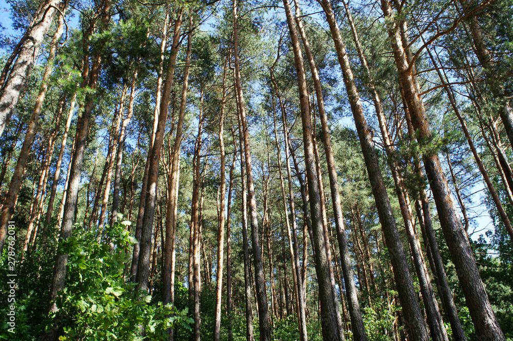 Fototapeta premium Pine forest in the morning. Tall trees.