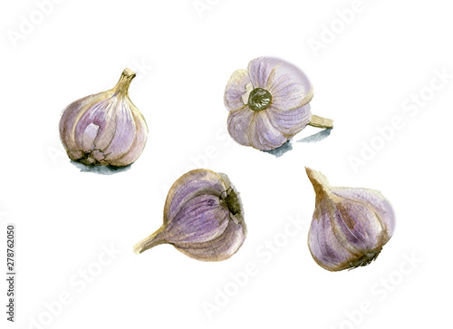 Set of garlic. Hand drawn watercolor illustration