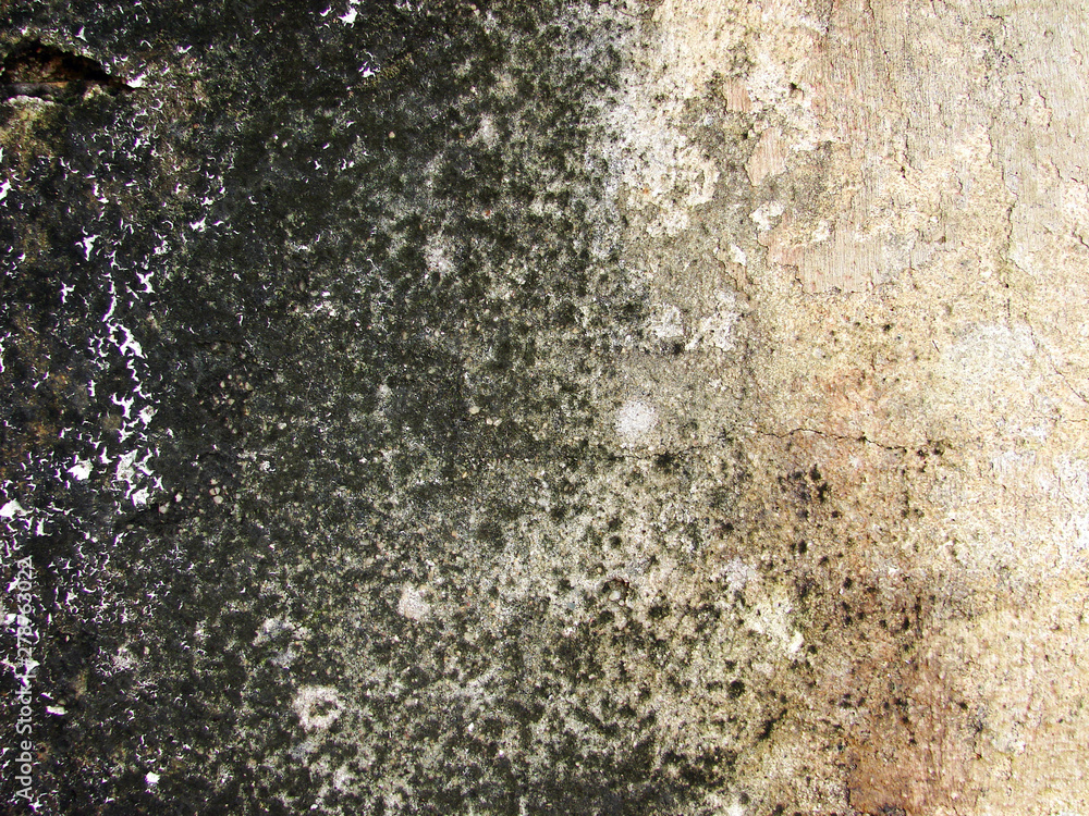 Obraz premium Moldy old wall.