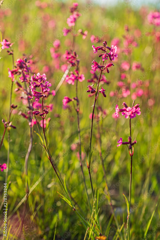 summer meadow with pink flowers summer meadow with pink flowers