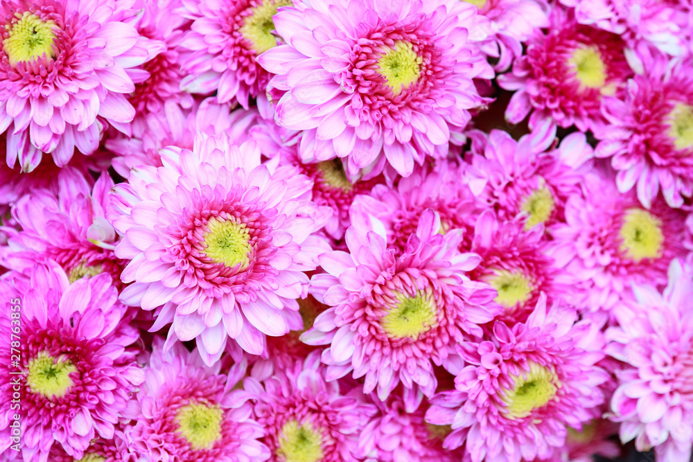 Pink flower background for create editing content 