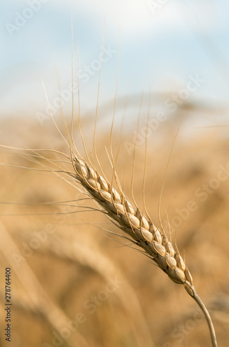 Wheat field. Harvest and food concept.