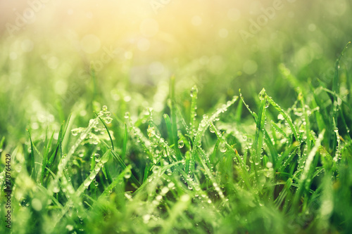 Fresh green grass just after rain.