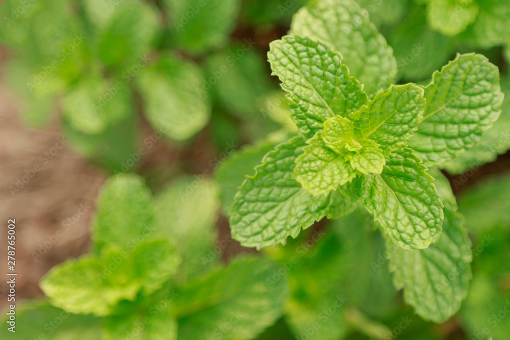 Top view of mint leaf in herbal garden 