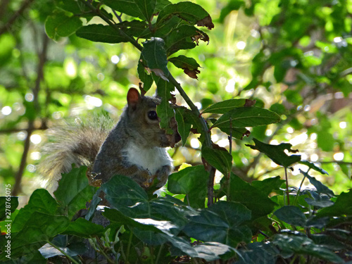 squirrel on a tree