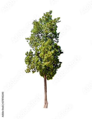 Isolated of tree on white background and clipping path for ecology decoration website and magazine.- Image.