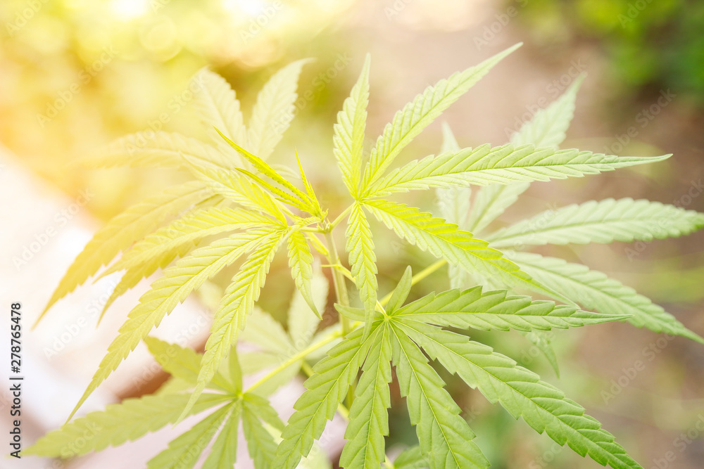 Cannabis leaf for health care remedy use with people Cannabis leaf for health care remedy use with people