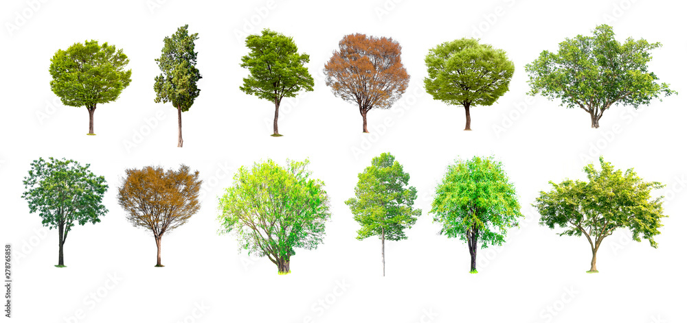 Isolated of tree collection on white background and clipping path for ecology decoration website and magazine.- Image. Stock Photo | Adobe Stock Isolated of tree collection on white background and clipping path for ecology decoration website and magazine.- Image. Stock Photo | Adobe Stock