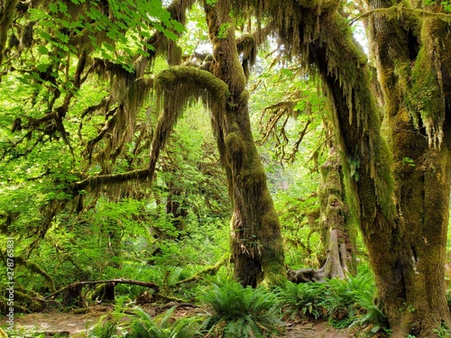 Hoh Rain Forest, located near the Olympic Peninsula in western Washington State, North America. Hall of Mosses trail, American National Park. Protected Rain Forest with Giant Trees photo