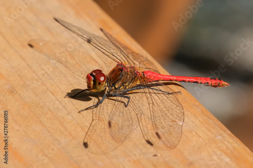 Dragonfly close up sitting resting