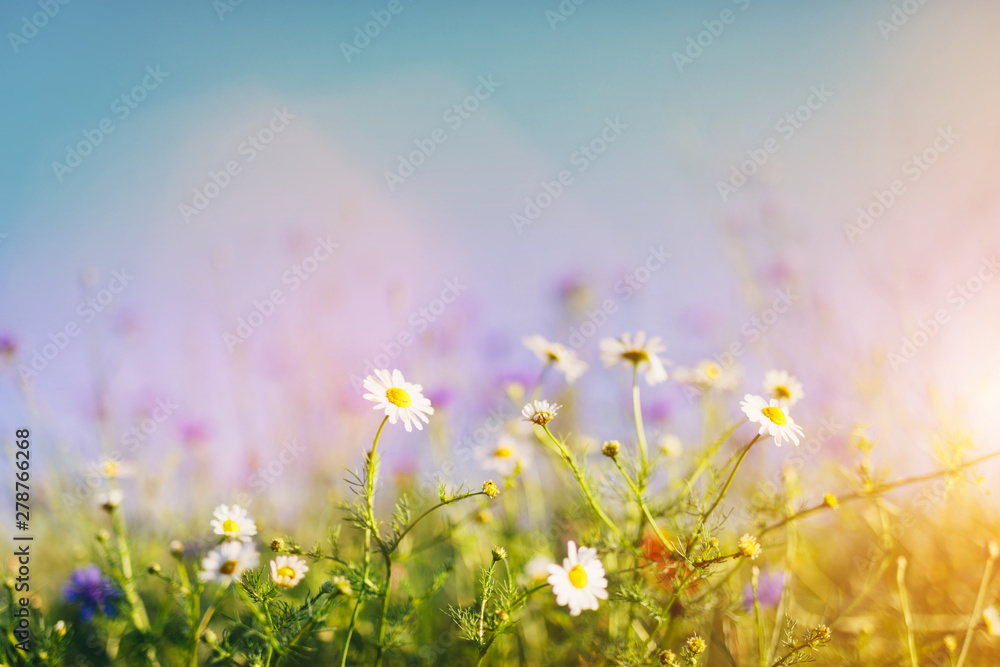 Daisies and wild flowers on grassy meadow at sunset.