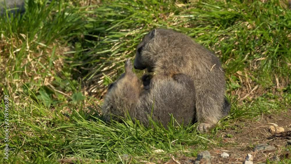 Juvenile alpine marmot (Marmota marmota) fighting Juvenile alpine marmot (Marmota marmota) fighting