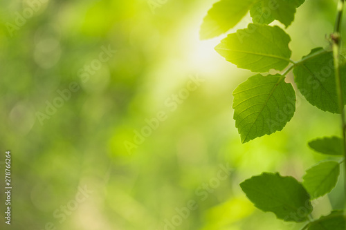 Closeup beautiful view of nature green leaf on greenery blurred background with sunlight and copy space. It is use for natural ecology summer background and fresh wallpaper concept.