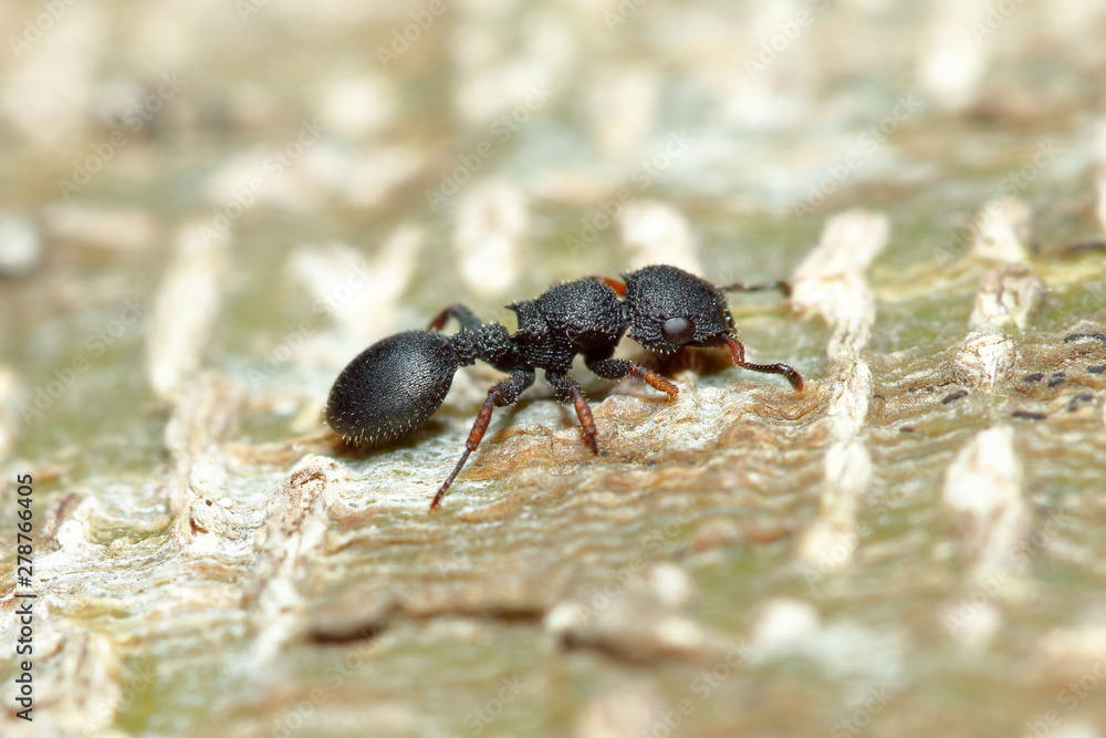 Tree ant (Cataulacus granulatus) on tree trunk background (taken from Thailand, Southeast Asia)