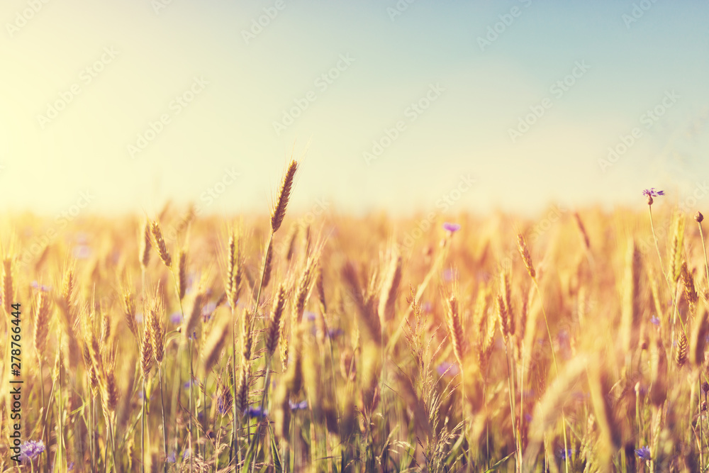 Wheat field at sunset. Agriculture, harvest concept. Wheat field at sunset. Agriculture, harvest concept.