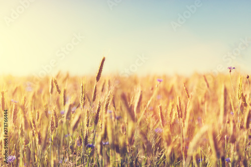 Wheat field at sunset. Agriculture  harvest concept.