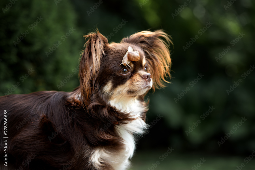 Naklejka premium chihuahua dog portrait with snail on her head