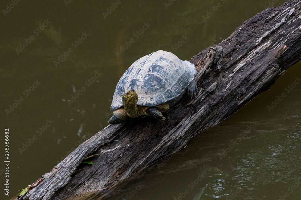 Obraz premium two turtles on a rock