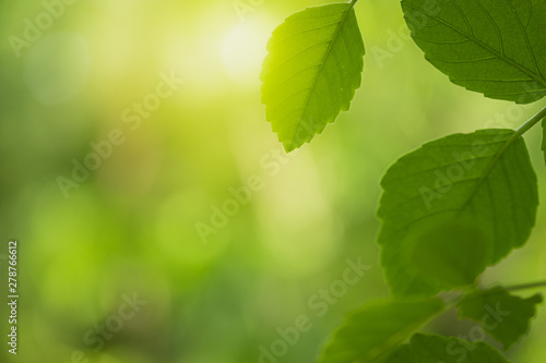 Closeup beautiful view of nature green leaf on greenery blurred background with sunlight and copy space. It is use for natural ecology summer background and fresh wallpaper concept.