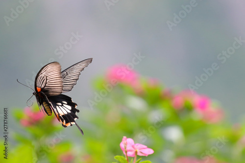Colorful butterfly flying in the flower garden.