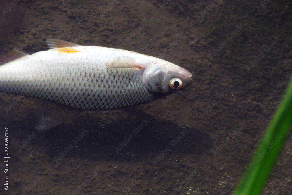 Dead fish in the river because water pollution. Fish dies in dirty water. Environmental