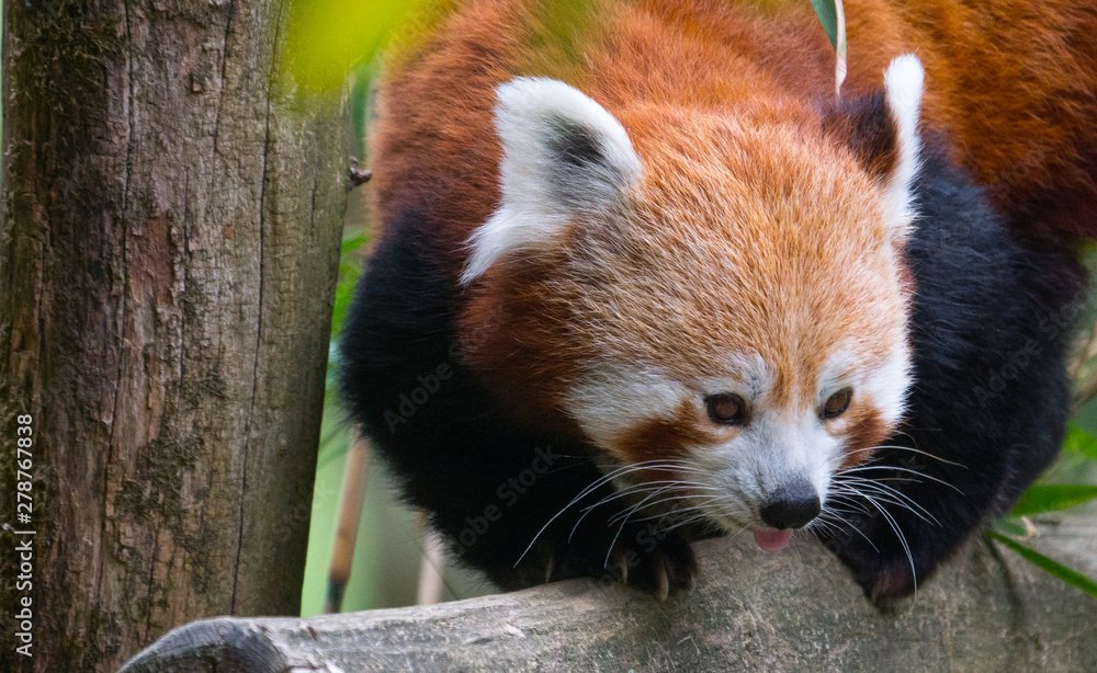 Fototapeta premium Panda Roux