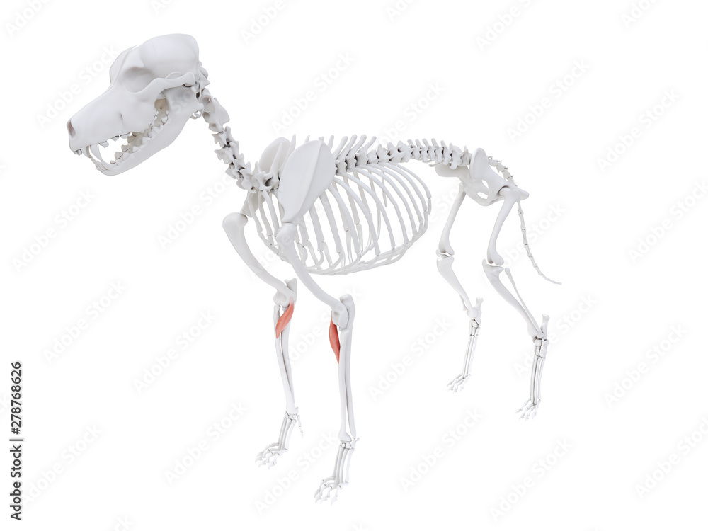 3d rendered illustration of the dog muscle anatomy - pronator teres ...