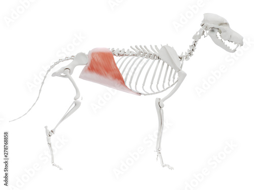 3d rendered illustration of the dog muscle anatomy - transverse abdominal