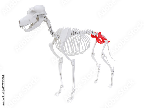 3d rendered anatomy illustration of the dog skeletal anatomy - hip
