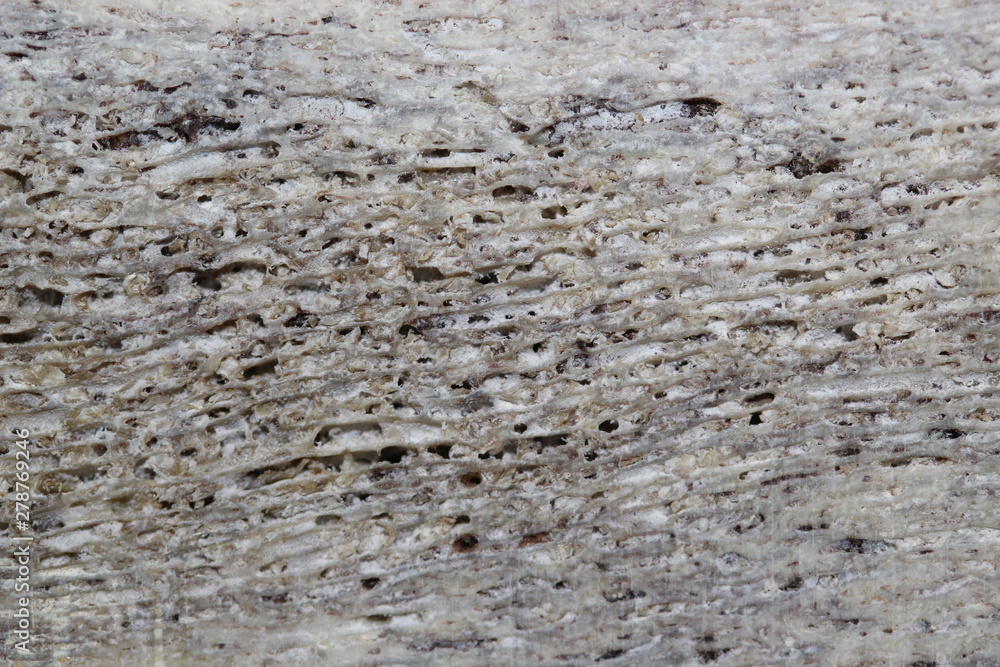 texture bois de cerf