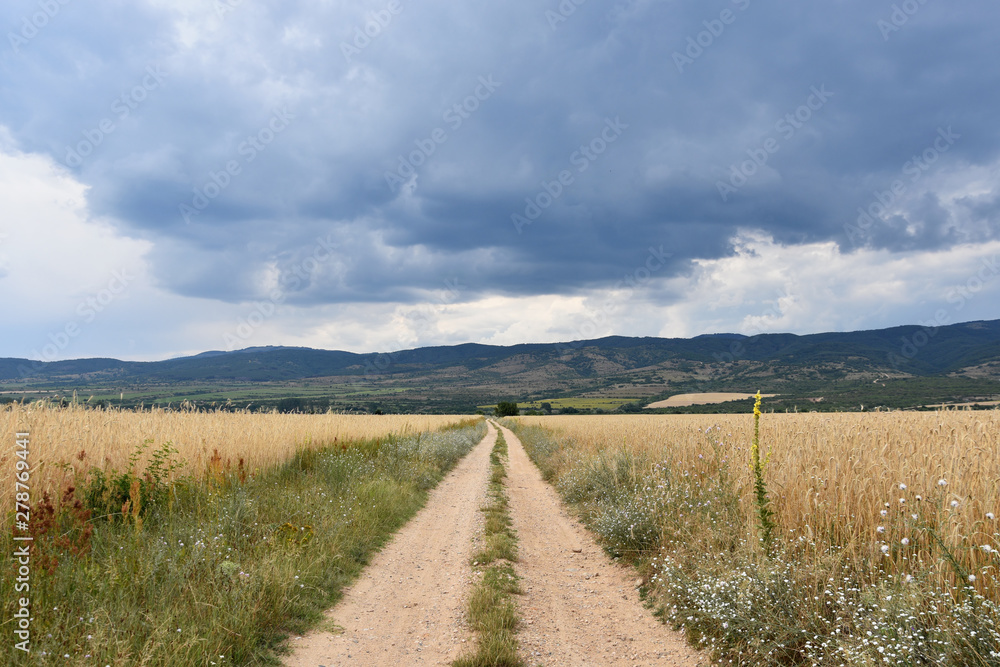Dirt road among ripe wheat fields, dramatic sky with dark clouds; organic agriculture; rural scene; Bulgarian countryside Dirt road among ripe wheat fields, dramatic sky with dark clouds; organic agriculture; rural scene; Bulgarian countryside